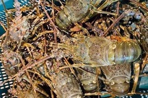 Hải sản 'nhà giàu' ồ ạt giảm giá: Nghỉ lễ chọn nhậu cá hồi, tôm hùm