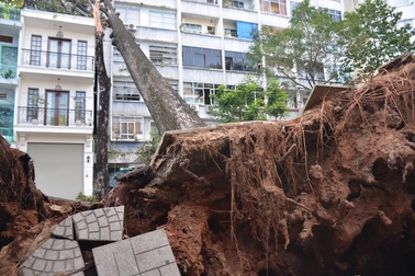 Cây cổ thụ đổ đè nhà 3 tầng ở trung tâm Sài Gòn