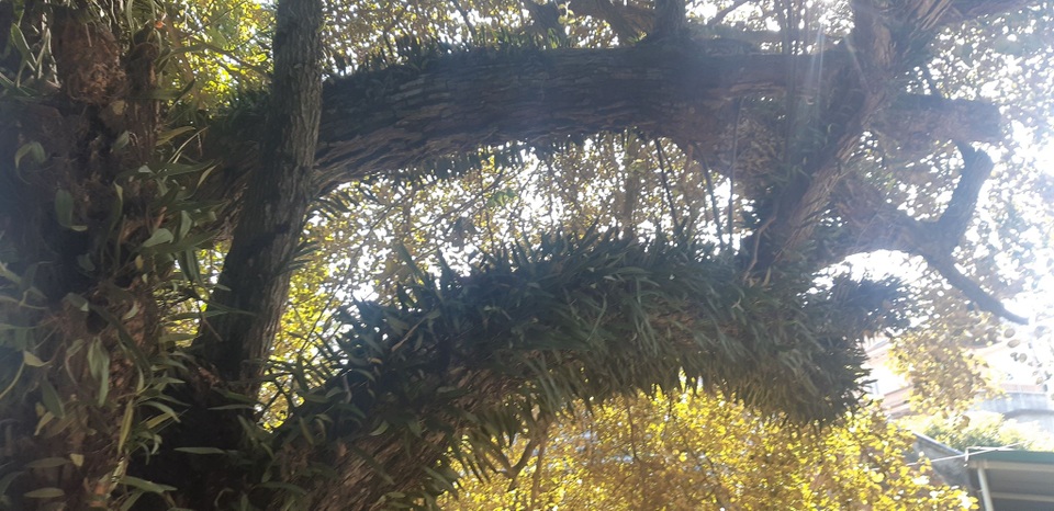 Clip: Cụ táo khổng lồ, gia chủ quyết giữ không bán dù được trả tiền triệu - 5