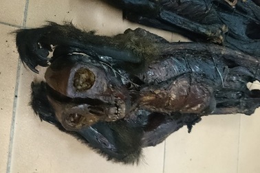 Rùng mình 20 xác linh trưởng chết khô vận chuyển lậu trên xe khách