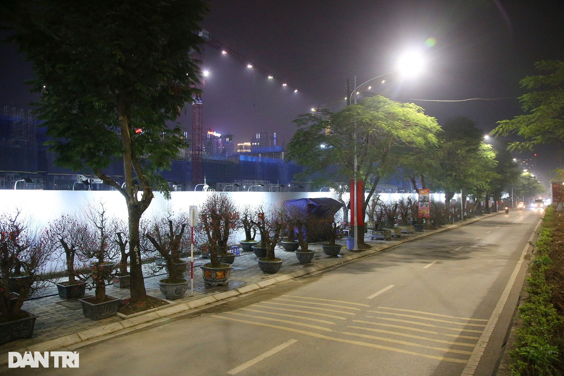 Lọ mọ đêm hôm trong mưa rét trông đào quất Tết ở Hà Nội - 9