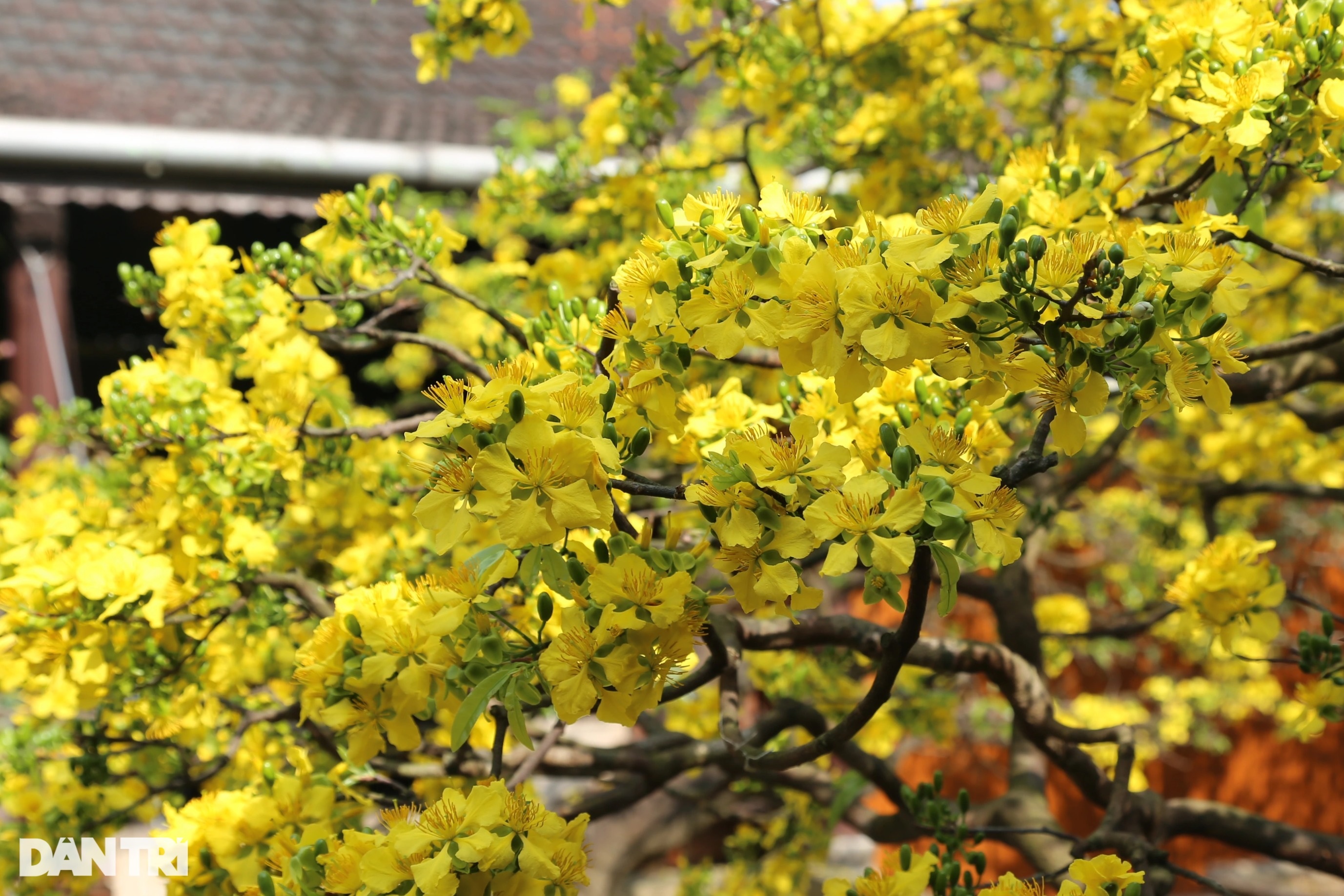 Những cây mai khủng giá gần tỷ đồng khoe sắc đón Xuân - 5 Những cây mai khủng giá gần tỷ đồng khoe sắc đón Xuân - 5