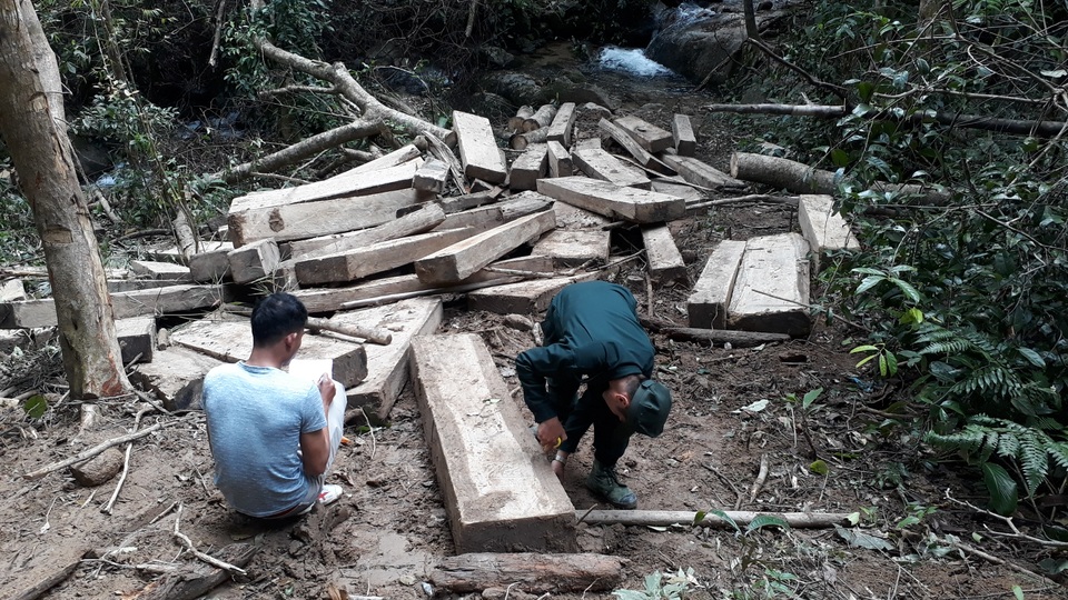 Núp bóng lấy gỗ làm nhà, lâm tặc mở “công trường khai thác gỗ tại Kon Tum! - 2 Núp bóng lấy gỗ làm nhà, lâm tặc mở “công trường khai thác gỗ tại Kon Tum! - 2