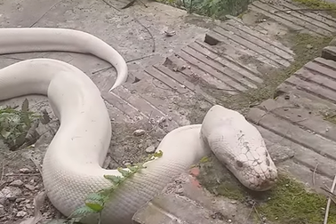 Con trăn trắng muốt xuất hiện ở đền Mẫu gây xôn xao bây giờ ra sao?