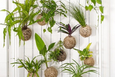 Ở nhà mùa dịch, học cách trồng cây không cần chậu của người Nhật