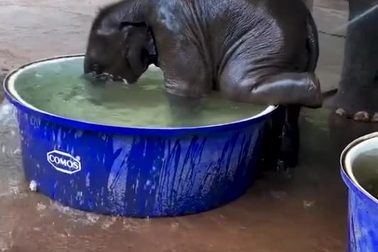 Voi con thích thú khi được tắm mát