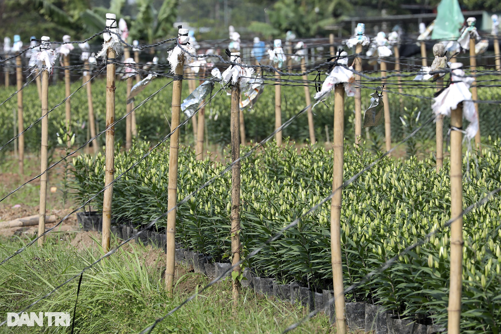 Vùng trồng hoa Mê Linh hối hả vào vụ Tết - 7 Vùng trồng hoa Mê Linh hối hả vào vụ Tết - 7