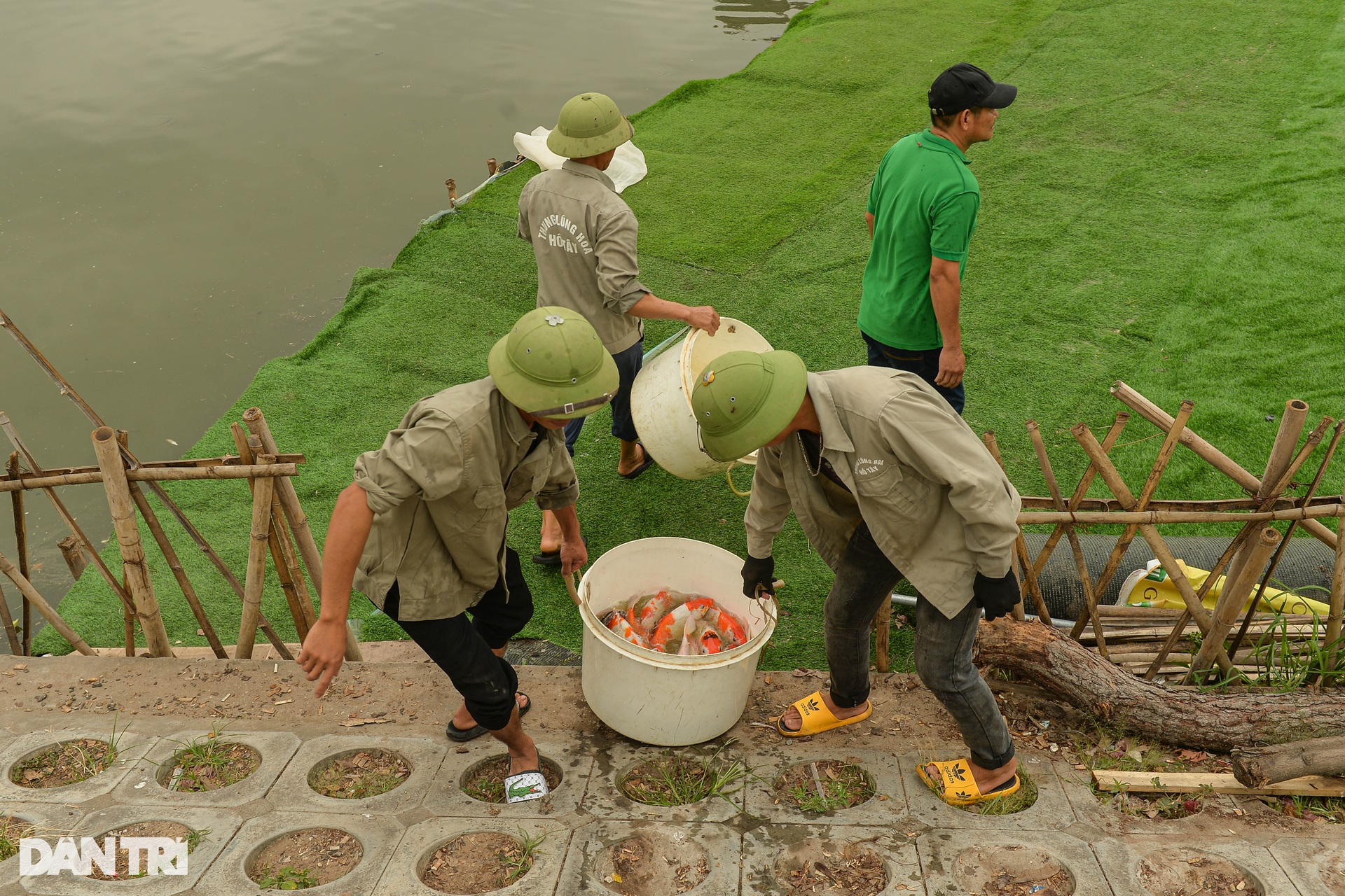 Hàng tấn cá koi được chuyển khỏi hồ Đầm Đông - 8 Hàng tấn cá koi được chuyển khỏi hồ Đầm Đông - 8