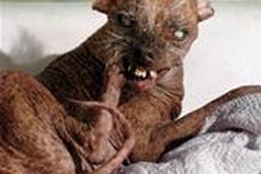 Con chó... xấu nhất thế giới