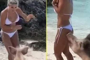 Hot girl Instagram bị lợn cắn trên biển