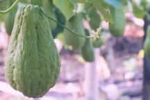 10 lợi ích sức khỏe bất ngờ của quả su su