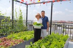Vợ chồng ở Hà Nội chi 200 triệu đồng biến sân thượng thành vườn trồng rau