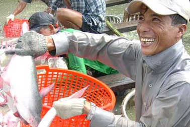 Xuất khẩu cá tra 2011 dự tính trên 1,55 tỷ USD
