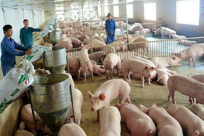 Giá lợn hơi hôm nay 14/11: Biến động nhẹ từ 1.000 - 2.000 đồng/kg - Ảnh 1. Giá lợn hơi hôm nay 14/11: Biến động nhẹ từ 1.000 - 2.000 đồng/kg - Ảnh 1.