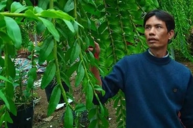 Nghệ nhân trồng lan Đỗ Văn Đạt chia sẻ cách chăm sóc cây con cho người mới bắt đầu