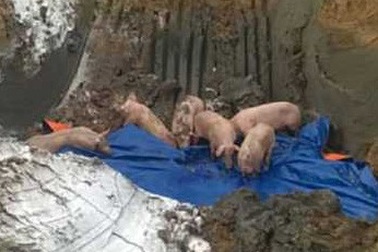 Gần 100 con lợn bệnh bị bắt khi đang trên đường đi tiêu thụ