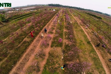 Chiêm ngưỡng vẻ đẹp làng đào lớn nhất Việt Nam nhìn từ trên cao