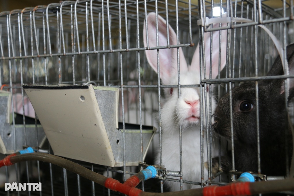 Mách nhau thoát nghèo nhờ nuôi thú cưng của chị Hằng - 4 Mách nhau thoát nghèo nhờ nuôi thú cưng của chị Hằng - 4