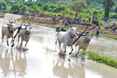 Về An Giang xem lễ hội đua bò