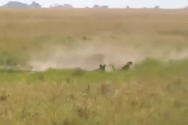 Choáng với cảnh lợn rừng húc bay báo châu Phi để cứu con