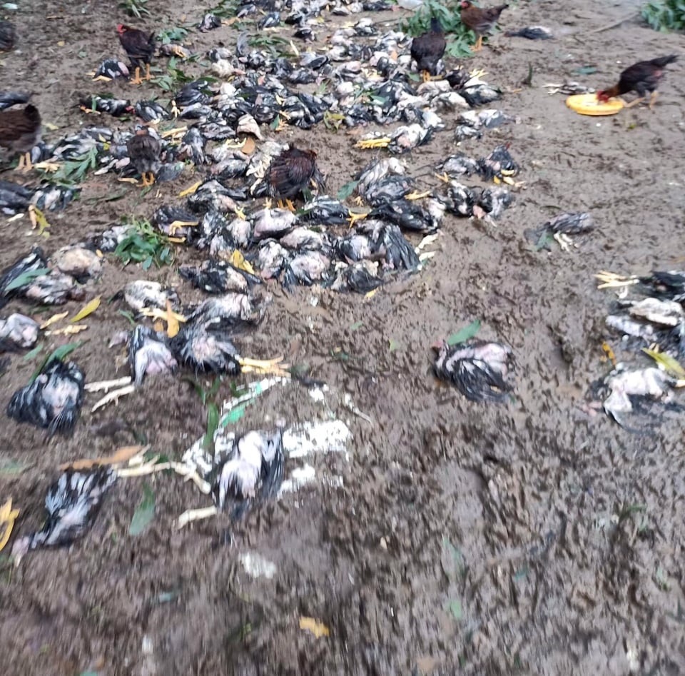 Đàn gà cả vạn con chết trong biển nước, dân trắng tay sau lũ - 4