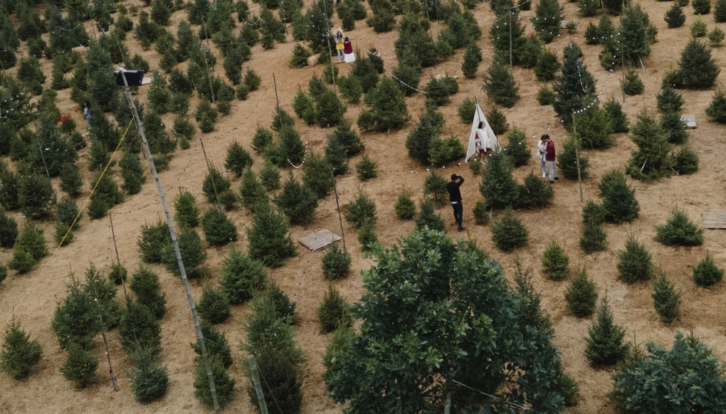 Vườn thông gần 2.000 gốc, khách đổ xô check-in ở Mộc Châu - 1 Vườn thông gần 2.000 gốc, khách đổ xô check-in ở Mộc Châu - 1