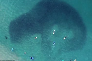 Khoảnh khắc kỳ diệu về đàn cá bị một con hải cẩu săn đuổi ở Sydney