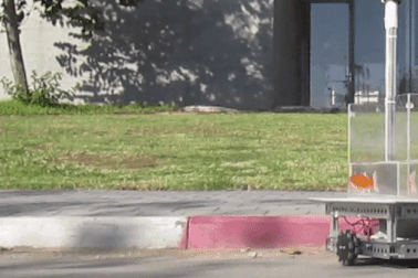 Kinh ngạc trước khả năng lái xe của cá vàng