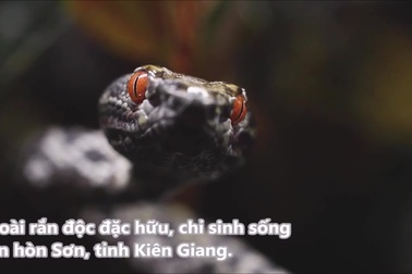 Cận cảnh một cá thể rắn lục Hòn Sơn hiếm gặp