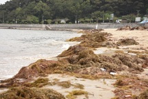 Hàng trăm tấn rong biển "tấn công" bãi tắm Đồ Sơn