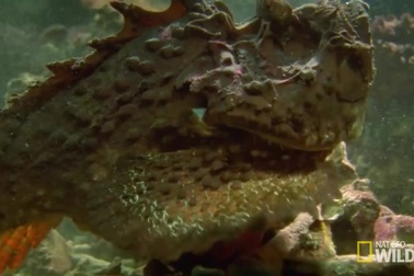 Cá mặt quỷ - Chúa tể nọc độc dưới đại dương