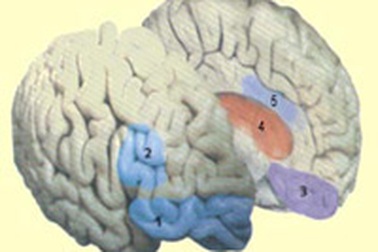 Tế bào não liên quan đến lựa chọn