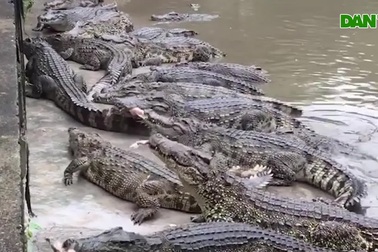 Dịch Covid-19: Cá sấu chết vì đói, chủ trại phải tự tay đem chôn