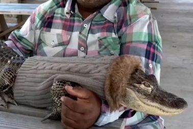 Người đàn ông cho cá sấu mặc áo, đưa đi siêu thị và cái kết