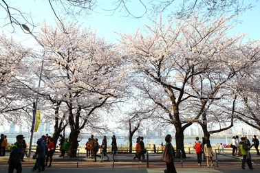 Xứ Hàn mùa hoa anh đào