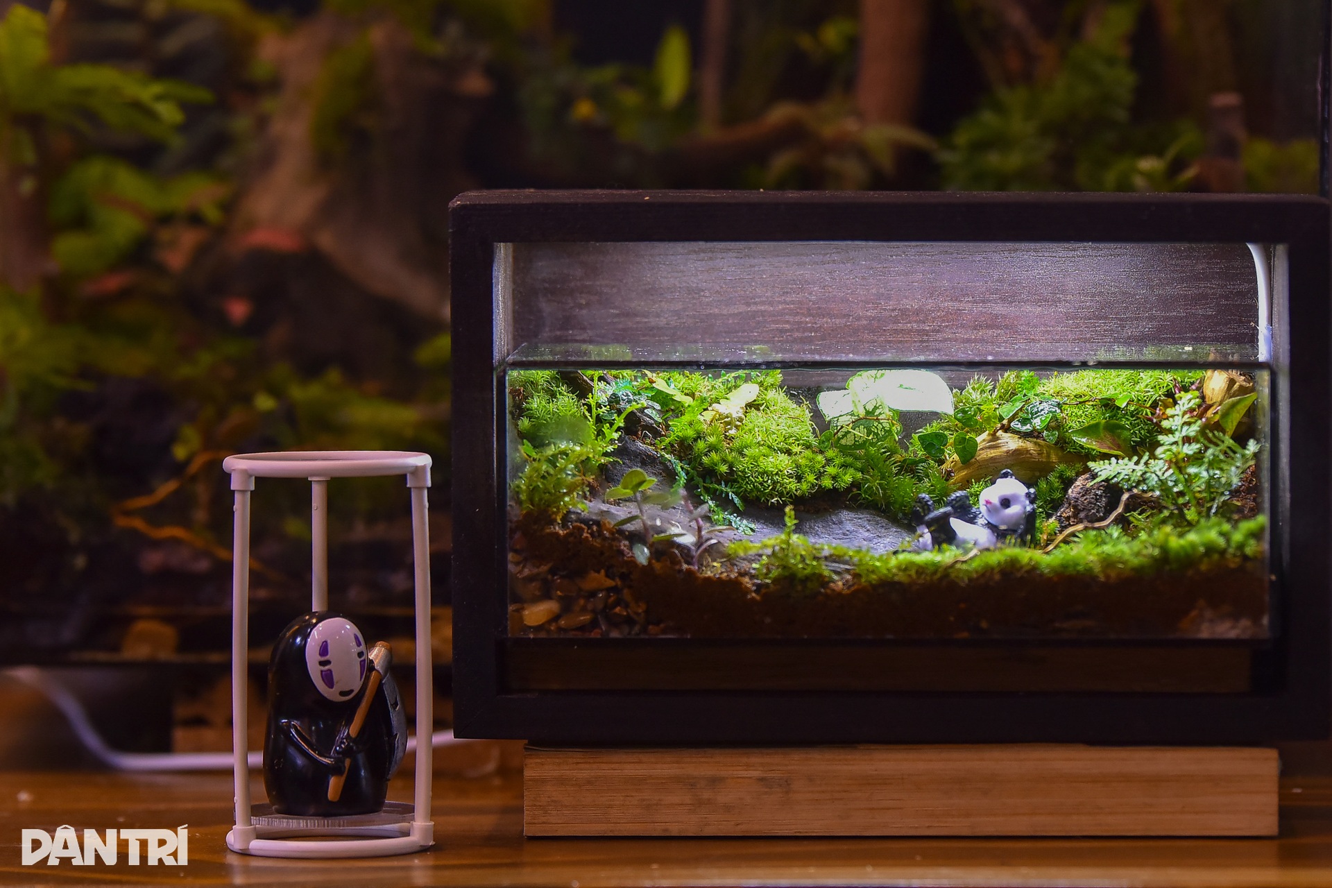 Chàng trai mang cả khu rừng nhiệt đới vào bình thủy tinh - 11