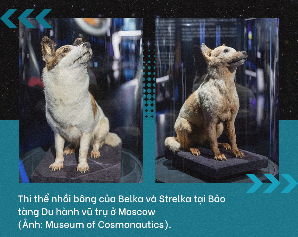 Chuyện về Belka và Strelka - hai chú chó Liên Xô tiên phong bay vào vũ trụ - 11 Chuyện về Belka và Strelka - hai chú chó Liên Xô tiên phong bay vào vũ trụ - 11