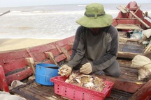 Huế: Trúng vụ ghẹ giáp Tết