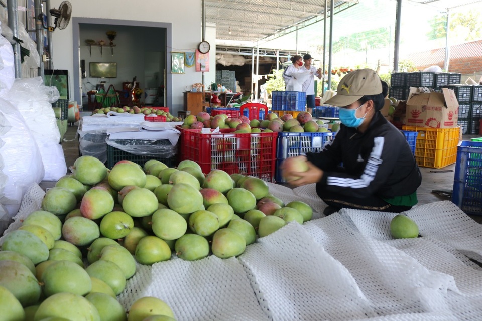 Khánh Hòa: Thu mua xoài Úc xuất sang Trung Quốc phục hồi, dù rớt giá mạnh - 3 Khánh Hòa: Thu mua xoài Úc xuất sang Trung Quốc phục hồi, dù rớt giá mạnh - 3