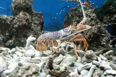 Tận thấy tôm hùm “nhảy múa” dưới nước ở Nha Trang