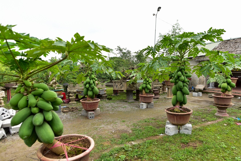 Đu đủ bonsai siêu độc được săn lùng chơi Tết - 13 Đu đủ bonsai siêu độc được săn lùng chơi Tết - 13