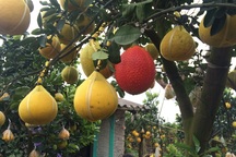 Lãi "khủng" nhờ bán cây cảnh vụ Tết