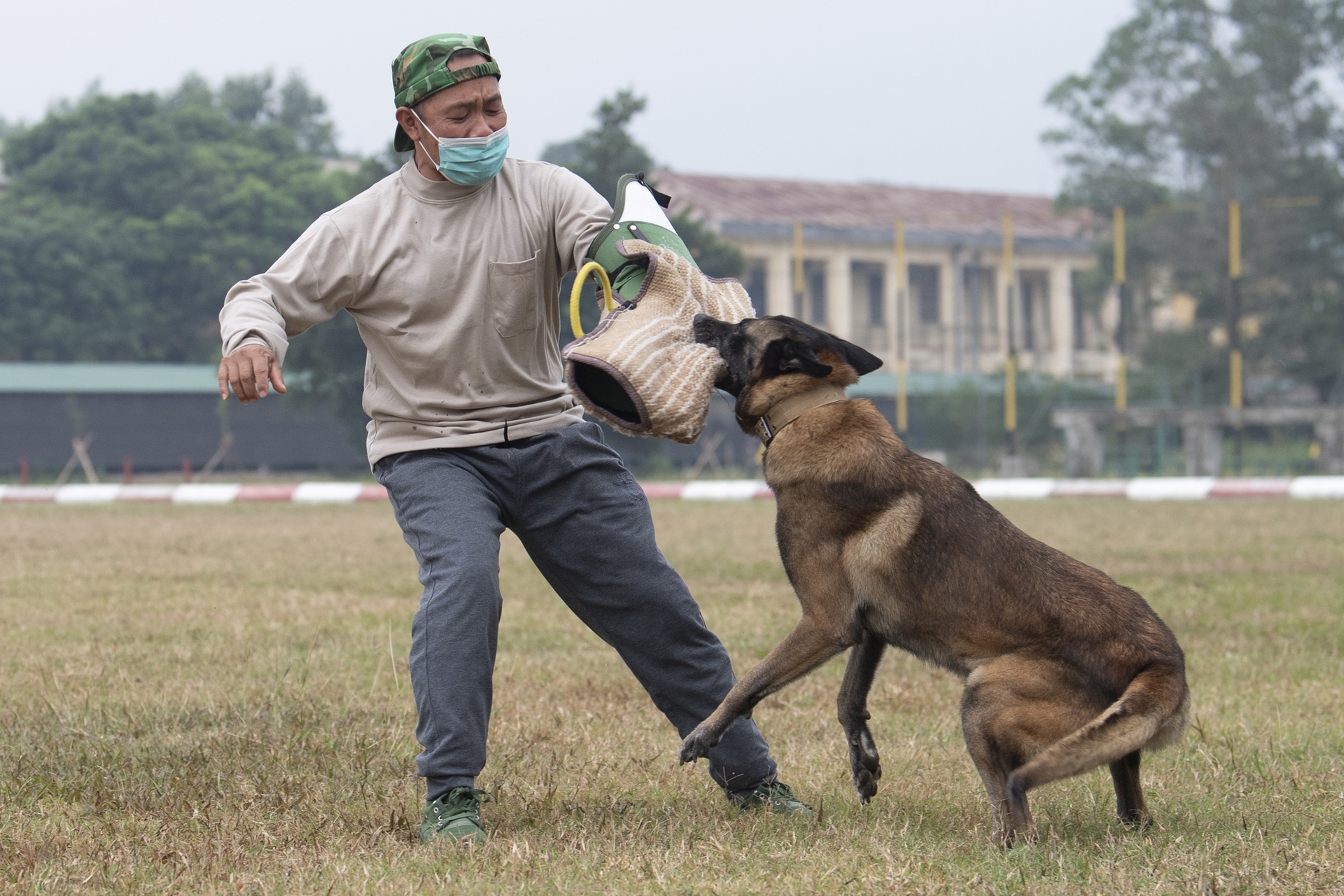 Quân khuyển trình diễn vượt vòng lửa, bắt tội phạm ở Triển lãm Quốc phòng - 7 Quân khuyển trình diễn vượt vòng lửa, bắt tội phạm ở Triển lãm Quốc phòng - 7