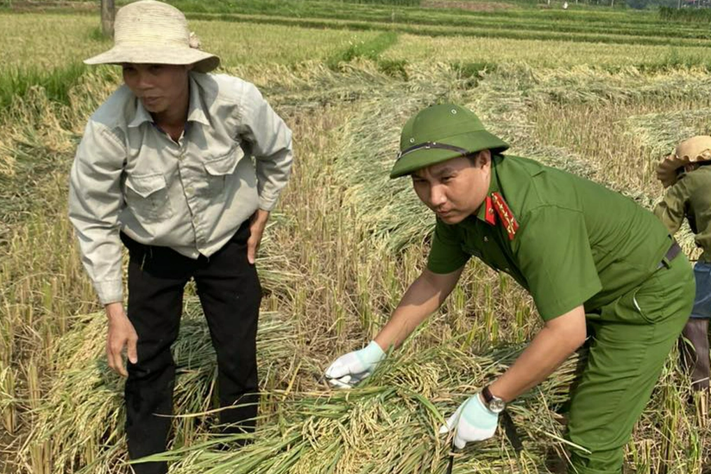 Công an lội ruộng gặt lúa giúp dân - 1 Công an lội ruộng gặt lúa giúp dân - 1