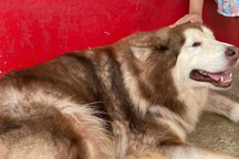 Tiếng thét đau đớn của trẻ nhỏ bị chó cắn chết