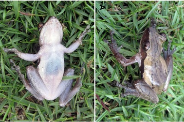 Xác nhận loài ếch hiếm gặp ở Việt Nam