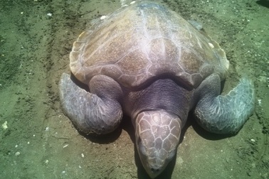 Ngư dân bắt được rùa biển quý hiếm