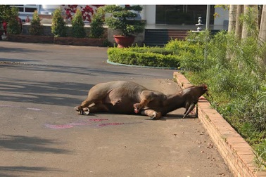 Nổ súng bắn hạ trâu “điên” húc 3 người bị thương