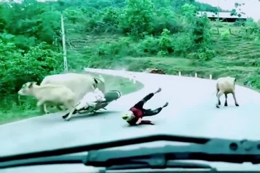 Trâu thả rông gây tai nạn cho người đi đường