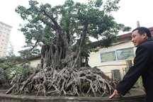 Hai cây sanh “khủng” của doanh nhân bí ẩn ở Hà Nội